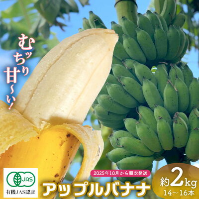 【ふるさと納税】【2025年発送】宜野座産 有機JAS認証のアップルバナナ 2kg前後 ばなな バナナ アップルバナナ フルーツ 果物 青果物 トロピカルフルーツ スイーツ デザート スムージー 朝食 運動 スポーツ 産地直送 国産 甘い 濃厚 もっちり 沖縄県 宜野座村