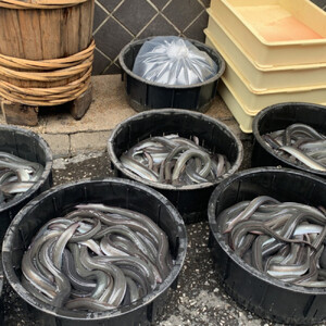 国産うなぎの蒲焼き 3尾（合計525g）