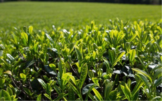 濃厚でこくのある味わい！高橋製茶の有機深蒸し茶（60g×2袋）