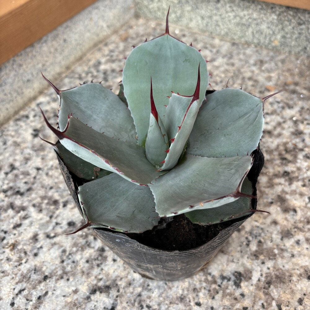 【ふるさと納税】アガベ パリー トランカータ 5号鉢