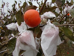 特選 袋掛け富有柿 果物類 
