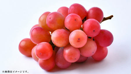 クインニーナ 約2.5kg (4～6房) 【2026年8月下旬発送開始】(茨城県共通返礼品：大子町)