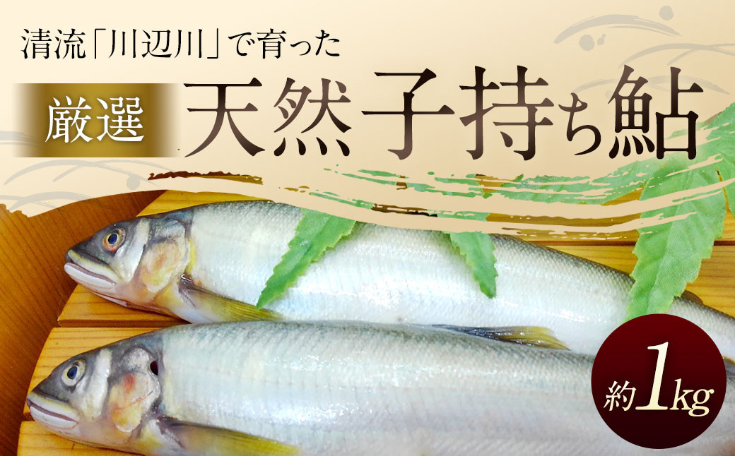 
天然子持ち鮎 約1kg 【2024年10月上旬発送開始】 あゆ アユ 魚
