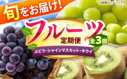 【3回定期便】フルーツ定期便（ぶどう/シャインマスカット/キウイ） 広川町 / JAふくおか八女農産物直売所どろや [AFAB126]