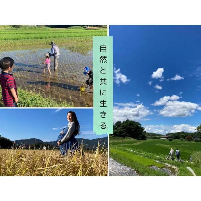 きぬむすめ 無洗米 10kg / 無洗 【ALBW011】