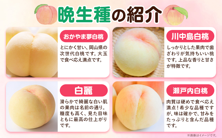 【令和7年度先行予約】【ご家庭用】 岡山の白桃 （晩生種）  約1.5kg 晴れの国 おかやま館(つむぐ株式会社) 《2025年8月上旬-9月中旬頃発送》岡山県 浅口市 白桃 桃 果物【配送不可地域あ