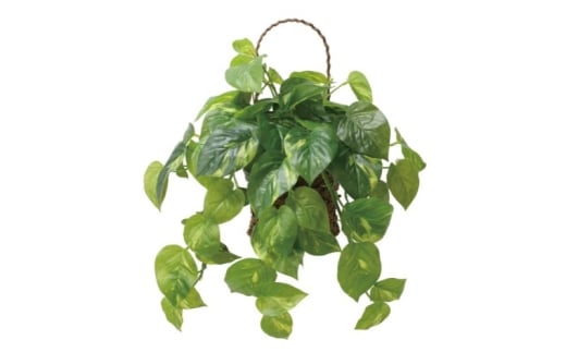 光の楽園 壁掛けフレッシュポトス【配送不可：北海道・沖縄・離島】 インテリア 光触媒 人工植物 造花 フェイクグリーン 花 フラワー 清浄 消臭 浜松市 [№5360-0688]