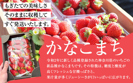 神奈川県新品種「かなこまち」　完熟イチゴ　苺　4パック入り