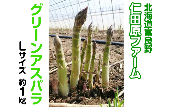 【2024年4月～発送】朝採り 富良野市 グリーン アスパラ Lサイズ  約1kg  (仁田原ファーム) 野菜 新鮮 直送 朝採り アスパラガス 道産 北海道 ふらの