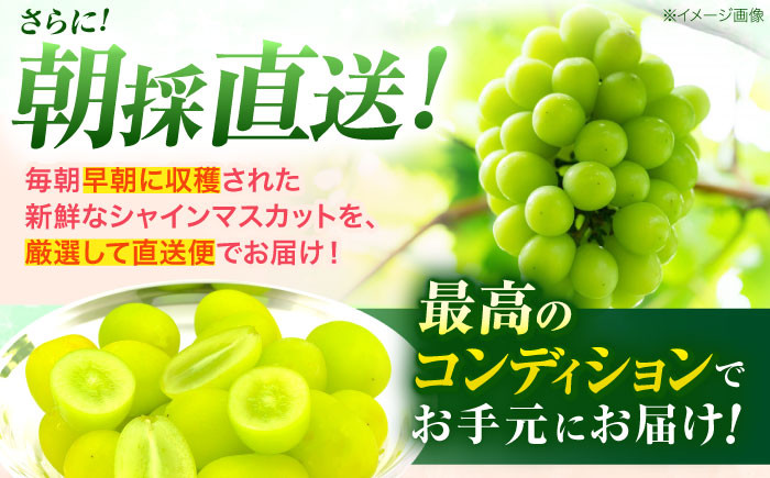 朝採れ直送！皮ごとパリッと食べられるシャインマスカット