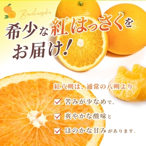 ハッサク 八朔 紅八朔 紅はっさく フルーツ 柑橘 蜜柑 果物 くだもの / 【先行予約】【数量わずか】あふれる果汁！ 希少な紅はっさく 秀品 5kg L～２L 2025年1月初旬～2025年3月末頃