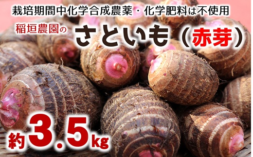 ほっくり美味しい♪化学合成農薬等不使用のサトイモ（赤芽）約3.5kg