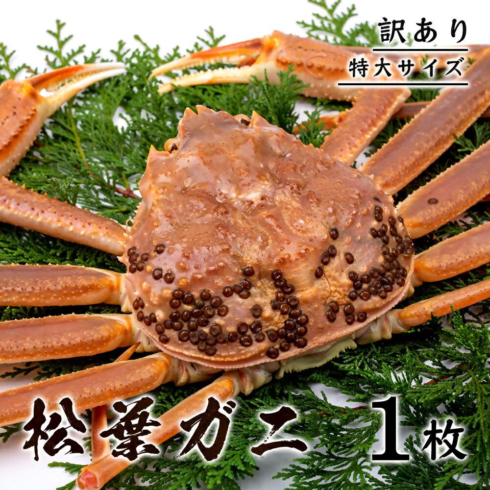 【ふるさと納税】【訳あり】 松葉ガニ（ボイル） 800g級 特大サイズ（さんチョク） | 鳥取　ズワイガニ　送料無料