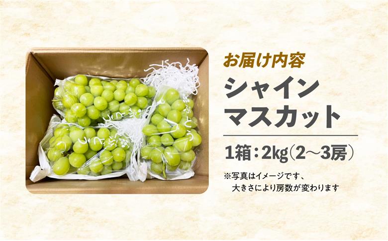 【先行予約】内子町産 朝どり シャインマスカット 2kg【2026年8月下旬から順次発送】 ／ シャインマスカット マスカット ぶどう ブドウ 葡萄 果物 フルーツ 国産 産地直送 農家直送【峯下ぶど