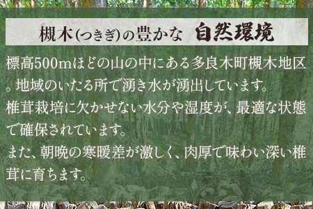 槻木産 中葉厚肉 乾燥椎茸 計300g ＜ 100g×3袋セット ＞ しいたけ 熊本県 多良木町 原木 シイタケ 026-0573