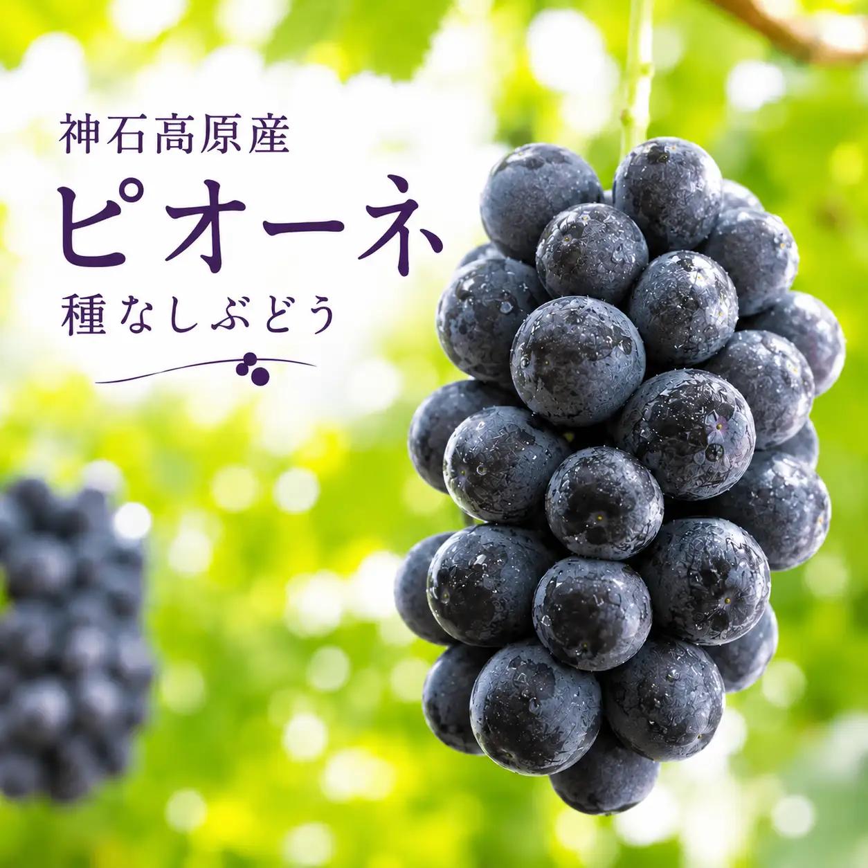【2026年先行予約】ピオーネ 約1kg 種なしぶどう 常温配送《9月後半-10月前半頃出荷》昼夜の寒暖差が育てた濃厚な甘み｜ 株式会社 神石高原ティアガルテン 広島県 神石高原町 フルーツ 果物 種なし 青果物