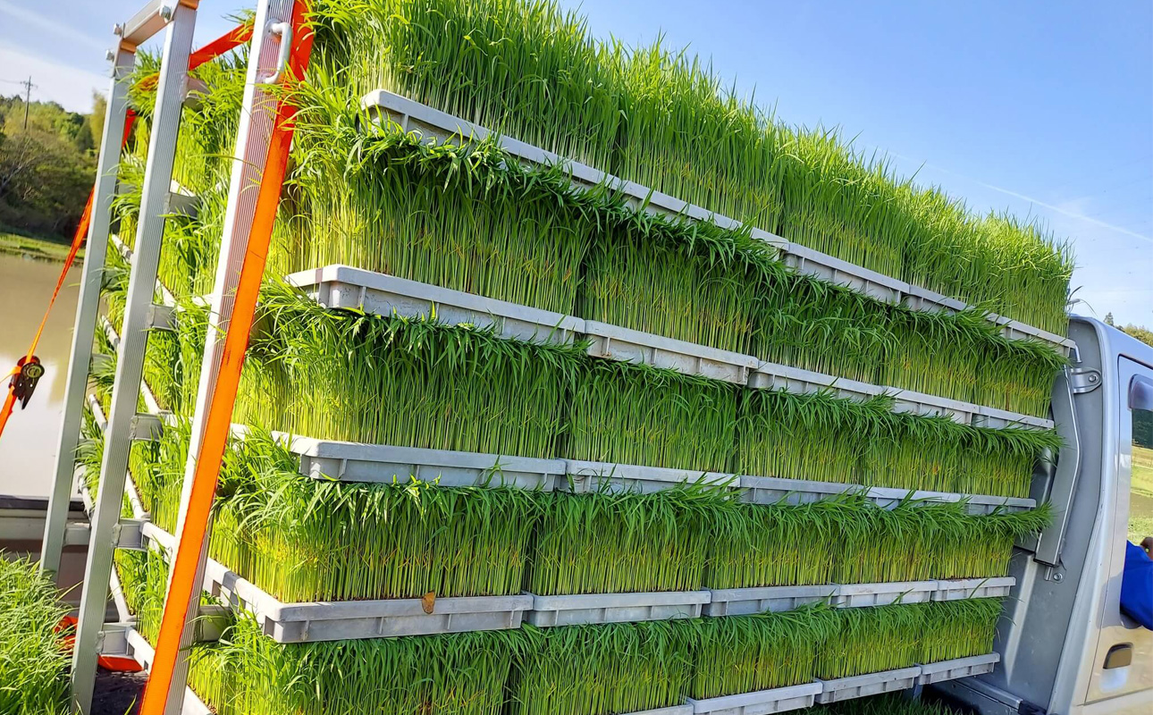 諏訪神社の奉納職人がつくる「しめ縄」自ら稲を育てたこだわりの藁（わら）で締め上げたしめ縄（特大）玄関・神棚用【しめ縄飾り、正月飾り、年末年始、正月、インテリア、玄関、飾り、水引、手作り、手造り、置物、