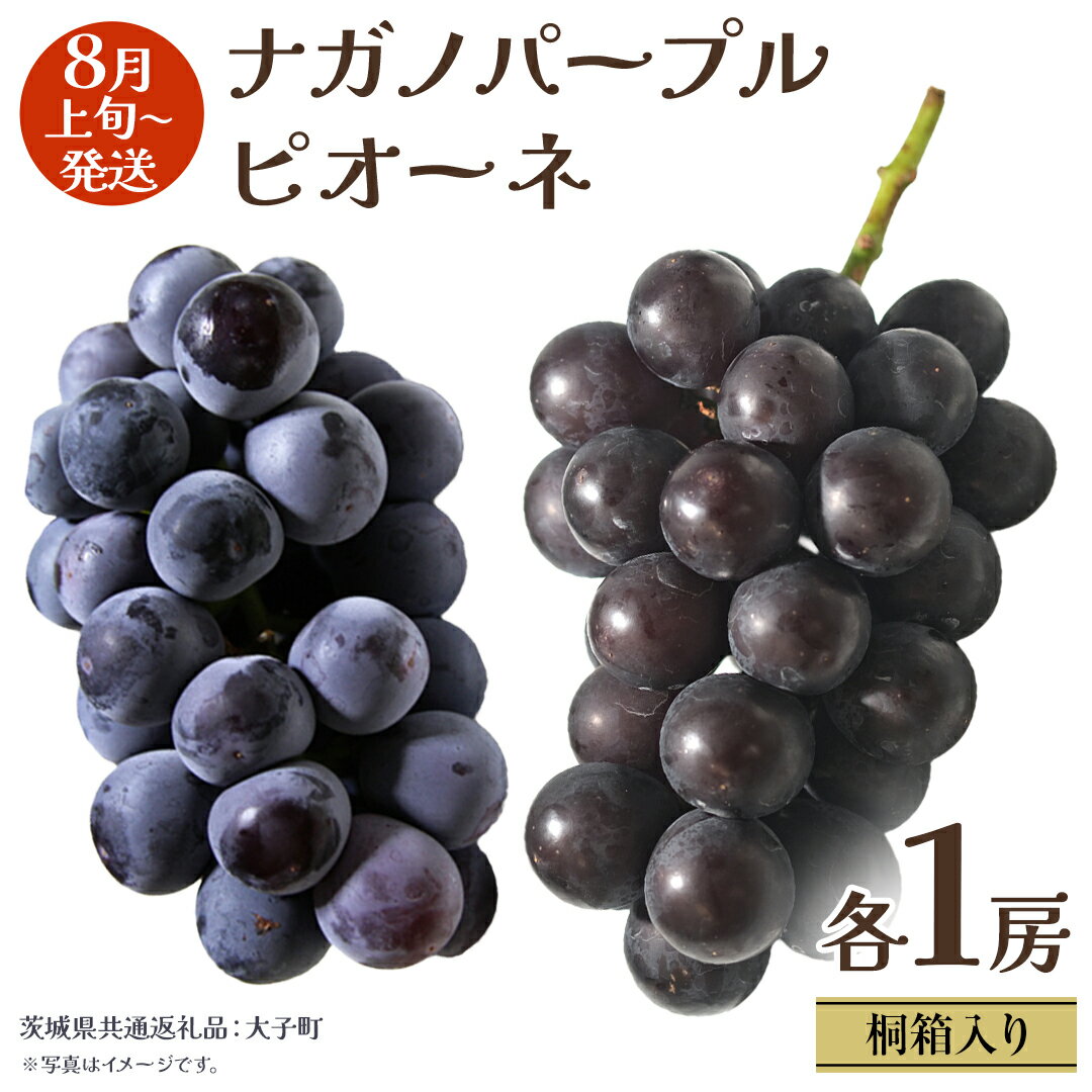 【ふるさと納税】【 桐箱入り 】 ナガノパープル と ピオーネ (各1房)【2026年8月上旬発送開始】(茨城県共通返礼品：大子町) ぶどう 葡萄 マスカット フルーツ 果物 贈答用 ギフト 贈り物