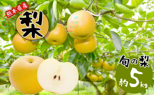 熊本県産 梨 約5kg | フルーツ 果物 くだもの ナシ なし 旬 熊本県 玉名市