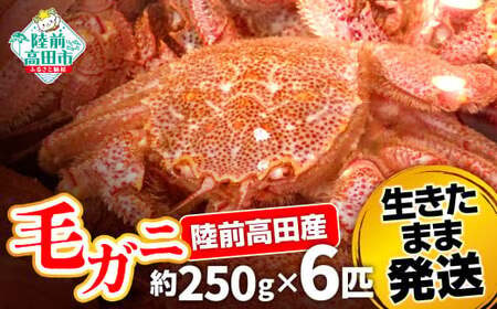 ＜濃厚＞2月から発送_三陸産活毛ガニ約250g×6匹 かに 蟹 毛ガニ 新鮮