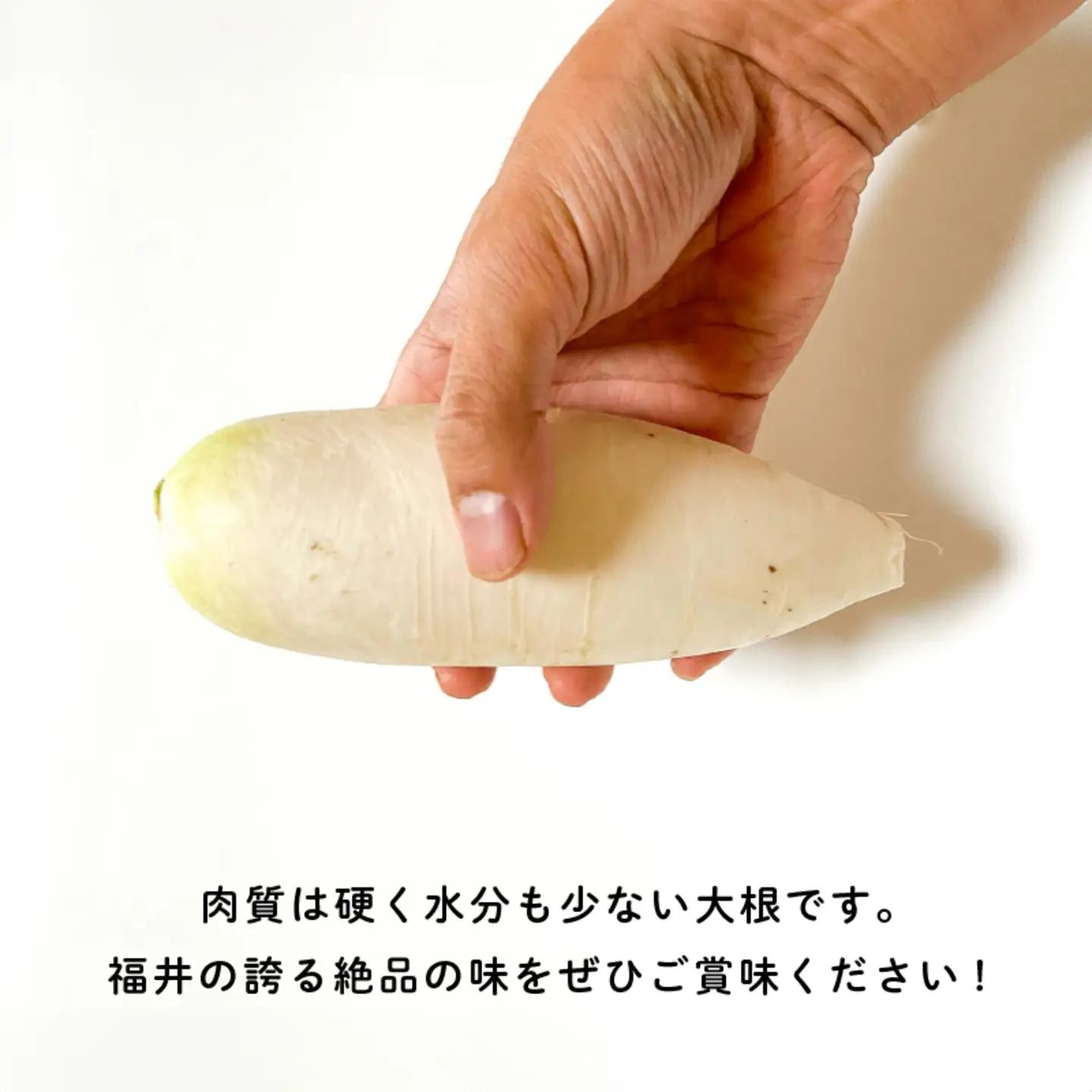 おろしそばに最適! 福井県産 辛味大根 2kg 野菜 特産物