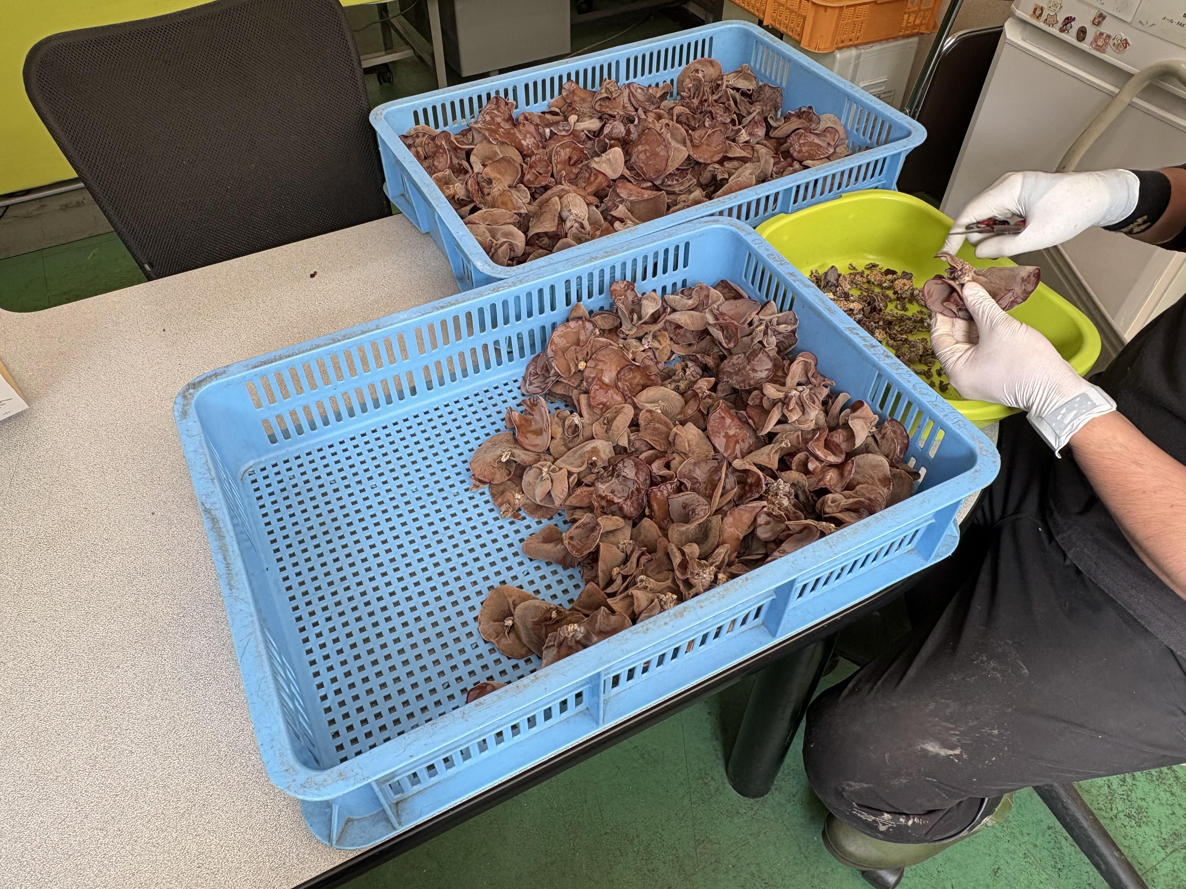 小国特産きのこ詰め合わせAセット