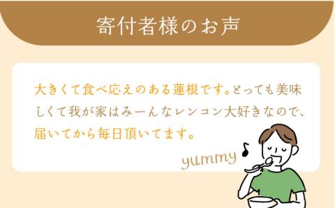 【年末発送】【先行予約】 れんこん（泥付き） 3kg【田島屋れんこん】蓮根 [I3AV003]