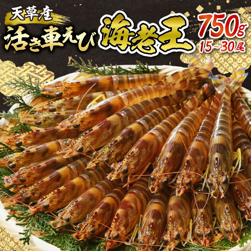 【ふるさと納税】【 着日指定 】 活き 車海老 えび 海老王 750g 新鮮 活きたままお届け 最高級 鮮度抜群 食品 食べ物 海の幸 海鮮 魚介類 シーフード パスタ エビチリ エビフライ 刺身 塩焼き 車えび エビ 幸福堂 熊本県 天草市 お取り寄せ 送料無料