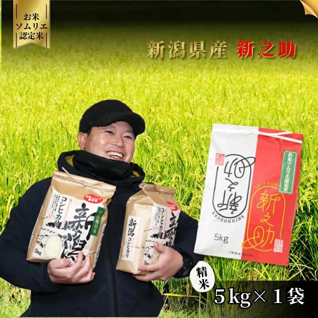 【先行予約】令和8年産 新米 新潟県産 新之助 精米 5kg【10月中旬発送開始】 | 白米 米 五泉市 新之助
