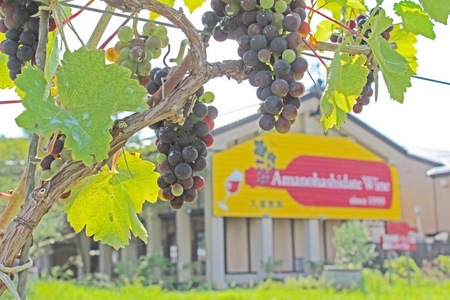 【赤ワイン/甘口】京都・京丹後産ぶどうを醸造した甘口の赤ワイン 2本セット＜スカットベーリーA/サペラヴィ/セイベル13053をブレンドした甘口 赤ワイン＞