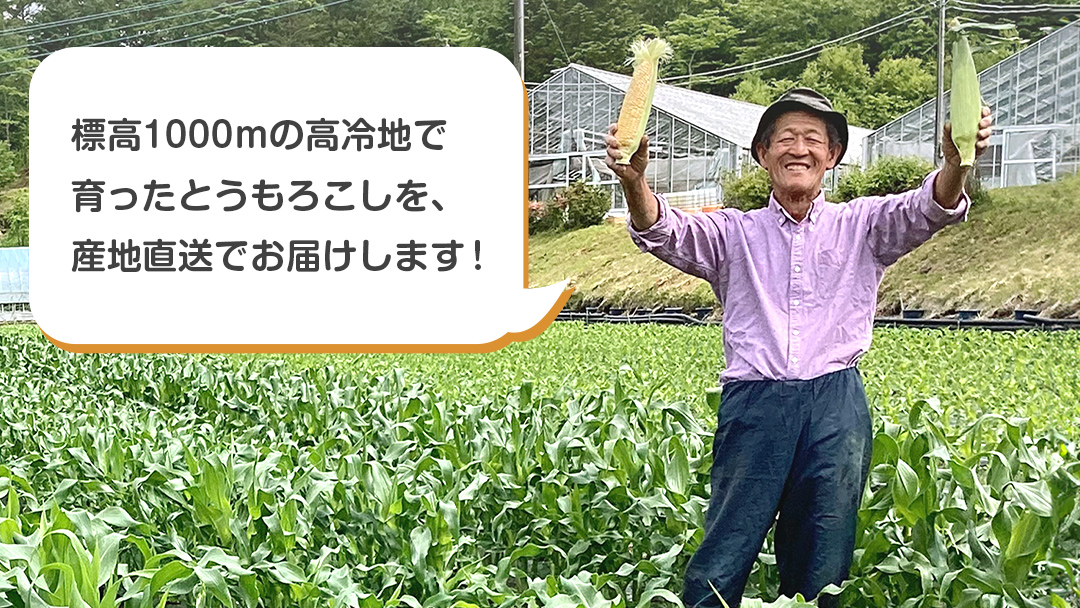 【 数量限定 】 嬬恋産 とうもろこし ドルチェドリーム 約18本～22本 約 10kg トウモロコシ 大粒 野菜 群馬 産地直送 期間限定 お取り寄せ [AT003tu]