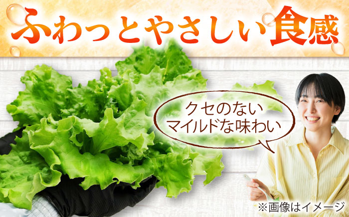 水耕栽培野菜 2株×3種（サニーレタス/グリーンリーフ/グリーンバター）吉富町/株式会社ハイダイ工業 [BGBT004]