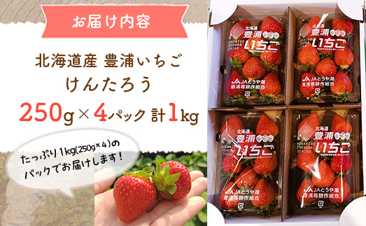 【2025.4月下旬以降出荷】豊浦いちご　250ｇ×4パック ふるさと納税 人気 おすすめ ランキング 果物 いちご苺 イチゴ 国産いちご 国産苺 けんたろう セット おいしい 美味しい 北海道 豊浦