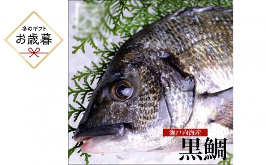 
                  【お歳暮】【処理方法選択可】黒鯛 1尾（約1ｋg）ちぬ チヌ 刺身
                