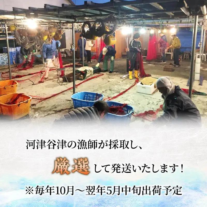 海鮮セット 活伊勢海老 サザエ Aセット 2〜15匹 海鮮セット