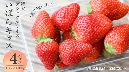 【 2026年 先行予約 】 いばらキッス ( 約300g × 4パック ) 特大 ・ デラックスサイズ （茨城県共通返礼品／常陸太田市） 茨城県品種 2026年1月から発送開始 フルーツ 苺 イチゴ いちご 新鮮 朝採れ 茨城県 桧山FRUITFARM [DY021sa]