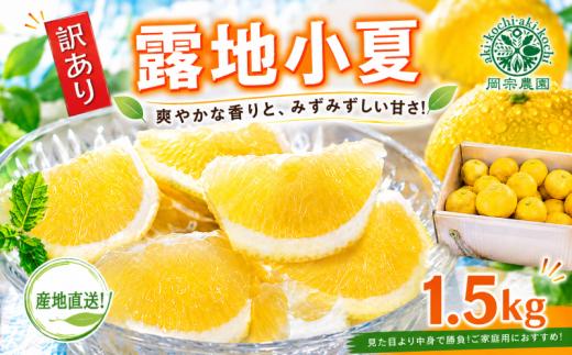 【先行予約】【令和8年産】 小夏 約 1.5kg フルーツ 果物 みかん 柑橘 旬 ギフト プレゼント 贈答用 こなつ 日向夏 ニューサマーオレンジ デザート スイーツ ジューシー 甘酸っぱい 甘皮 初夏 爽やか 高知特産 季節限定 家庭用 自宅用 お取り寄せ 特産品 国産 6～11玉 メリーガーデン 高知県産 安芸市 高知県