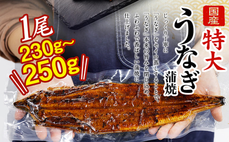 国産 うなぎ 蒲焼 1尾 （230g ～ 250g） と 特製タレ 1個 セット 鰻 ウナギ 蒲焼き うなぎ蒲焼 セイロ蒸し せいろ蒸し タレ付 冷凍 父の日