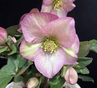 【先行予約】 花 クリスマスローズ 鉢植え 氷の薔薇 ロゼッタ 開花株 4.5号 クリスマス 冬 季節 ガーデン ガーデニング 庭 贈答 プレゼント ギフト 植物 2025年12月中旬より発送開始 オ