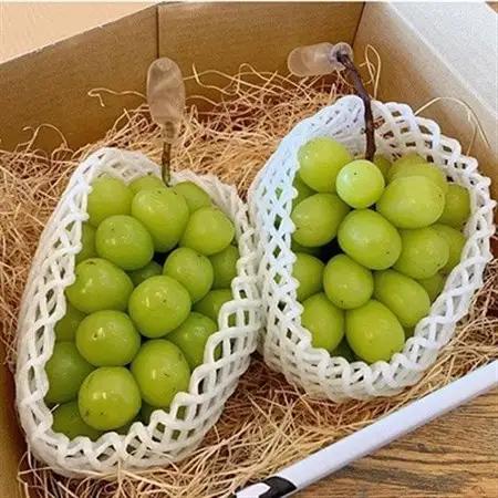 【先行受付】茨城県かすみがうら市産　シャインマスカット2房(約500g×2)_果物・フルーツ ぶどう・マスカット  ブドウ 葡萄 _【配送不可地域：離島】【1340410】