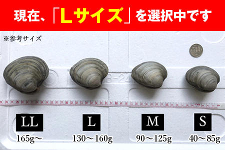 漁師直送！活ホンビノス貝2.5kg（Lサイズ）