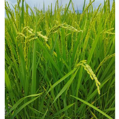 ふるさと納税 岐阜市 岐阜の米ハツシモ白米計5kg　真空パック2.5kg×2パック |  | 03