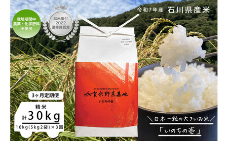 《令和7年産 新米》【3ヶ月定期便】【お米番付優秀賞受賞農家】日本一粒の大きいお米『いのちの壱』白米10kg×3回