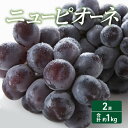 【ふるさと納税】 2024年 先行予約 ニューピオーネ 2房 合計約1kg 常温配送 ぶどう 葡萄 フルーツ 果物 岡山 　【 岡山のぶどう 食後 デザート 産地直送 大粒 食べ応え ちょうどよい甘さ 種無し 】　お届け：2024年8月下旬～2024年9月上旬