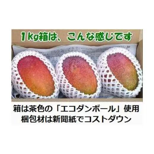 ＜予約受付＞完熟アップルマンゴー 2~4個 約1kg 