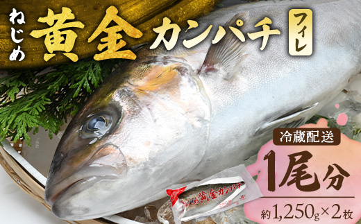 【配送日指定可能】鹿児島 ねじめ黄金カンパチ フィレ 1尾（約1,250g×2枚）冷蔵便 JF-506| 魚 直送 養殖 根占 さかな 身が引き締まった かんぱち 漁師 刺身 寿司 しゃぶしゃぶ ぷりぷり食感 鹿児島県 南大隅町 ねじめ漁業協同組合