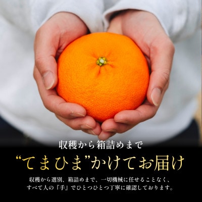 太陽の恵みがギュッと凝縮!【甘平2.5kg】弾ける甘さとシャキッと食感!【C70-142】【1688641】