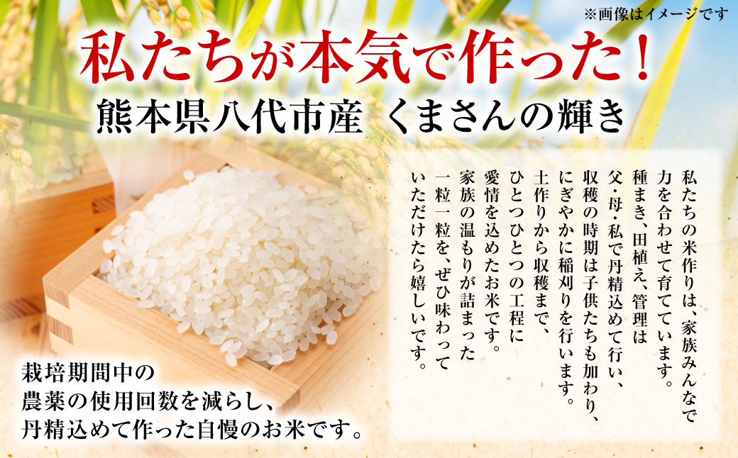 【先行予約】《令和7年産》 くまさんの輝き 精米10kg 熊本県 八代市産 米 お米 精米  国産 白米 【2025年11月下旬より順次発送】