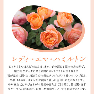 【イングリッシュローズ】デビッド・オースチン レディ・エマ・ハミルトン 6L鉢苗（バラ専用肥料付）【025D-051】