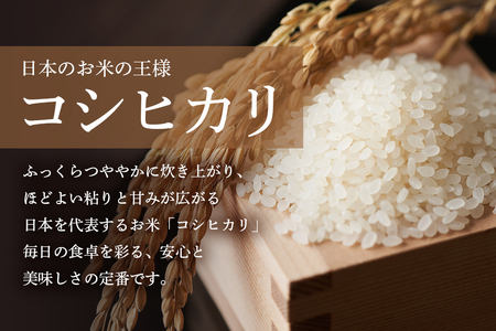 生活応援！獅子米コシヒカリ精米 10kg ×2袋 お米 白米 20kg 産地直送 こしひかり 茨城県 石岡市 B02-091